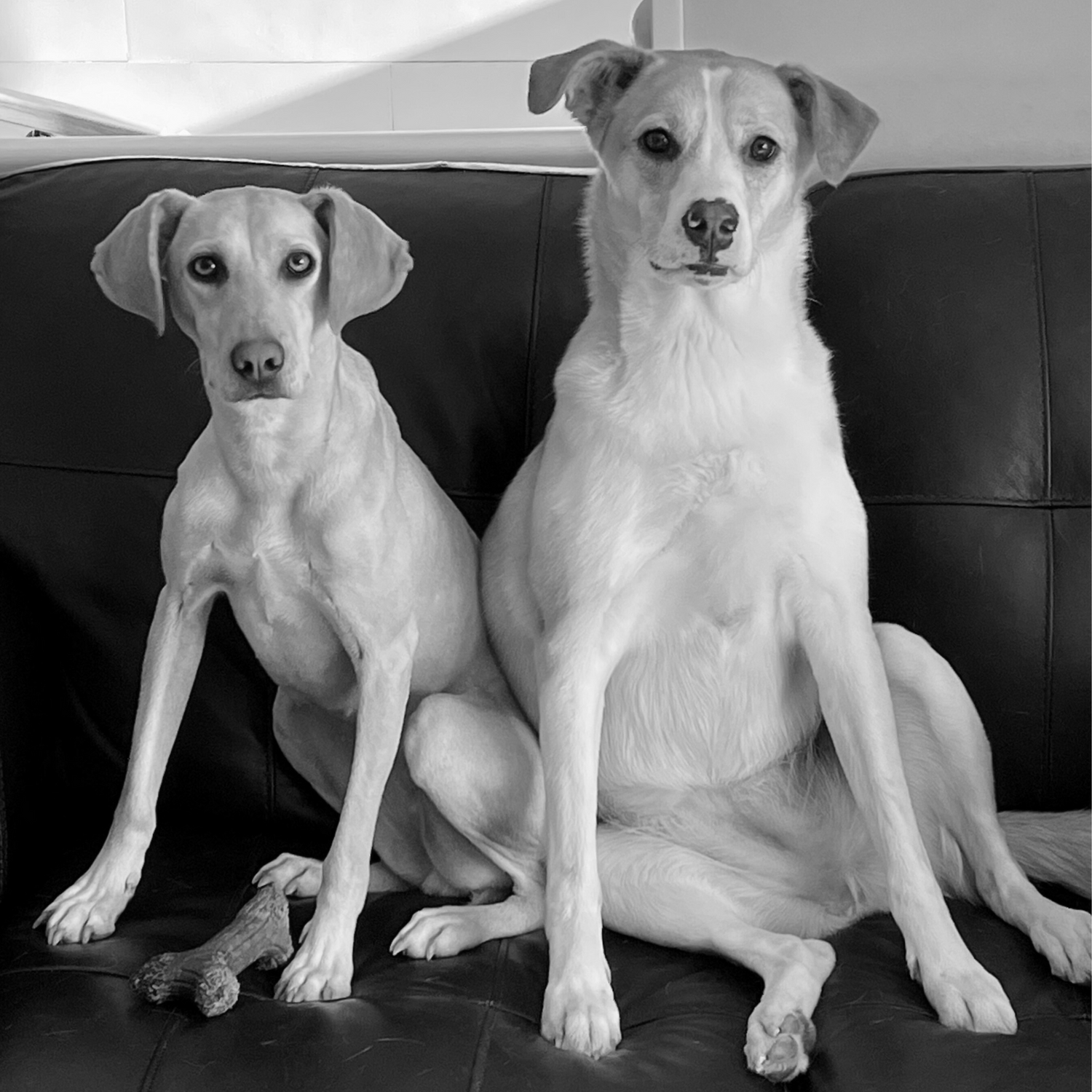 black and white photo of two dogs sitting on a couch